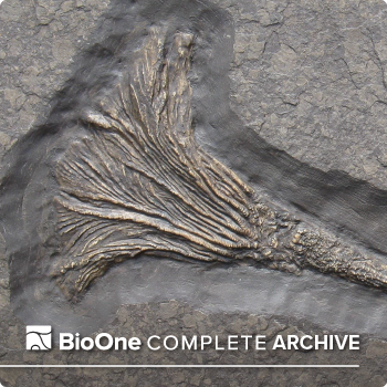 BioOne Complete Archive. Segment of a Crinoid fossil