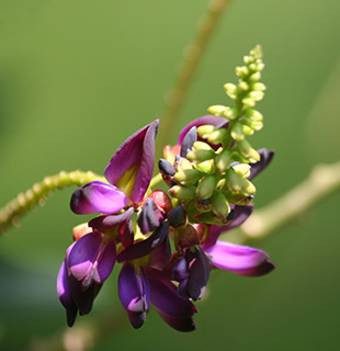 Kudzu flower in bloom with purple petals.