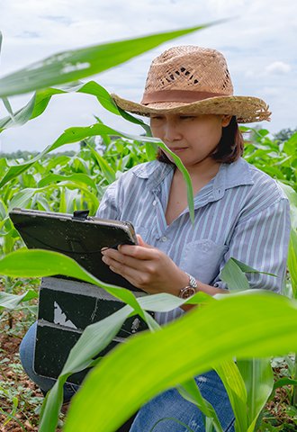 An agronomist kneels on the ground behind a corn plant. They are looking at a tablet they are holding in their hand.