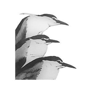 The Waterbird Society Logo